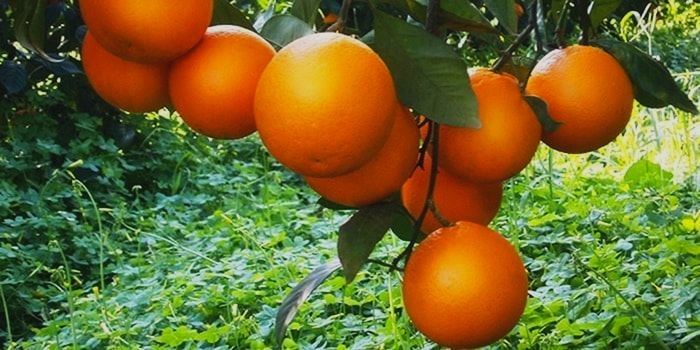 Orange